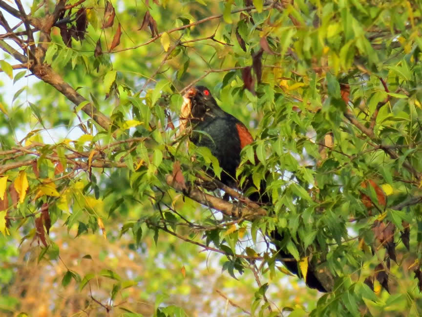 coucal